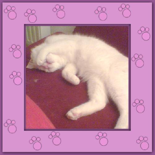 Principe