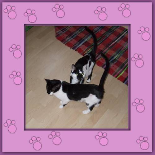 Ronja & Tinka
