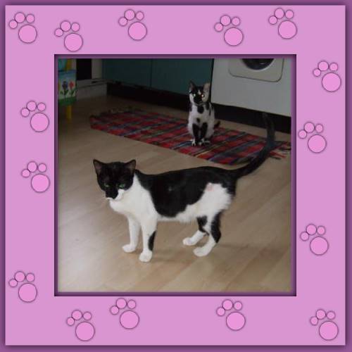 Ronja & Tinka