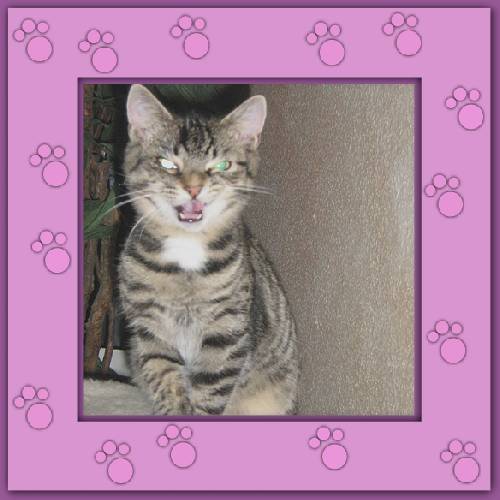 Gismo