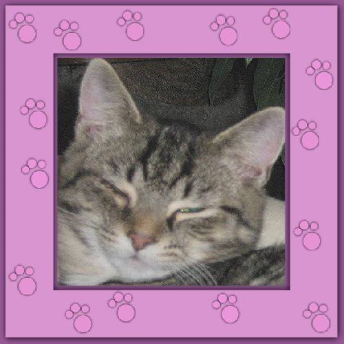 Gismo