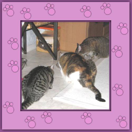 Gismo, Samira & Mogli
