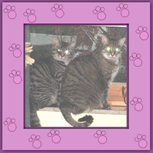 Gismo & Mogli
