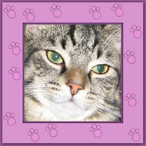 Gismo 