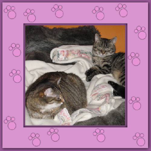 Gismo & Mogli