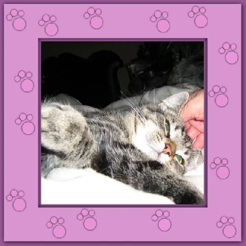 Gismo 