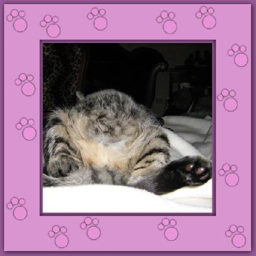 Gismo 