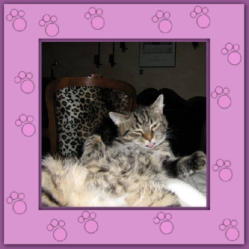 Gismo 