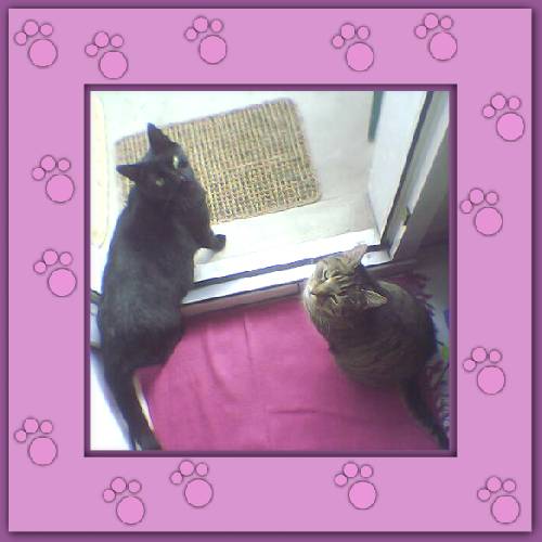 Santo & Pika