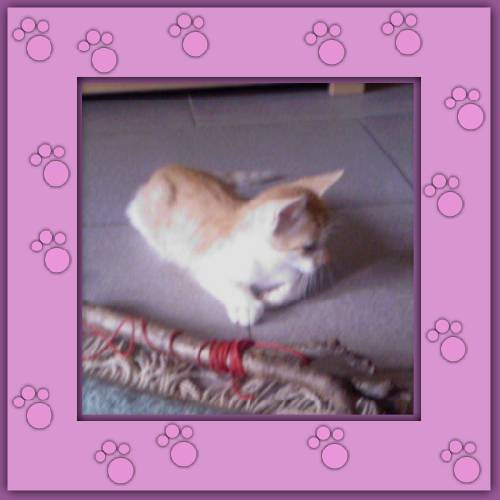 Shari