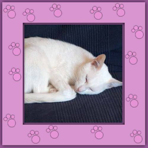 Shiro