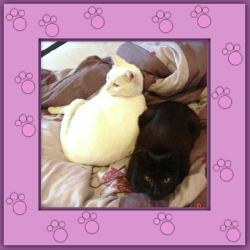 Snow & Sobi