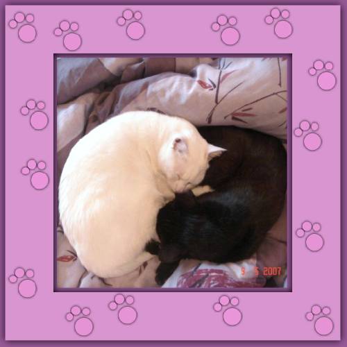 Snow & Sobi