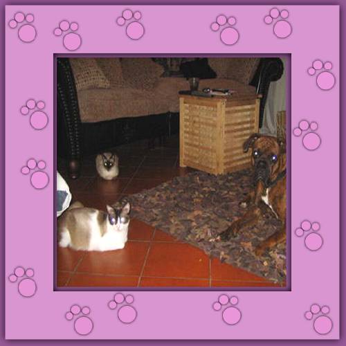 Snowshoe & Hembra