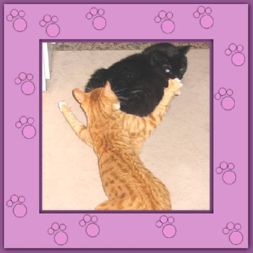 Sweety & Dickie