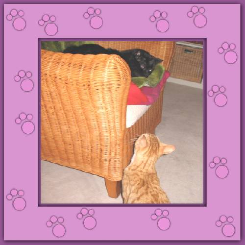 Sweety & Dickie