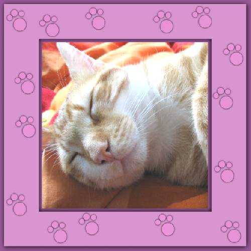 Sweety