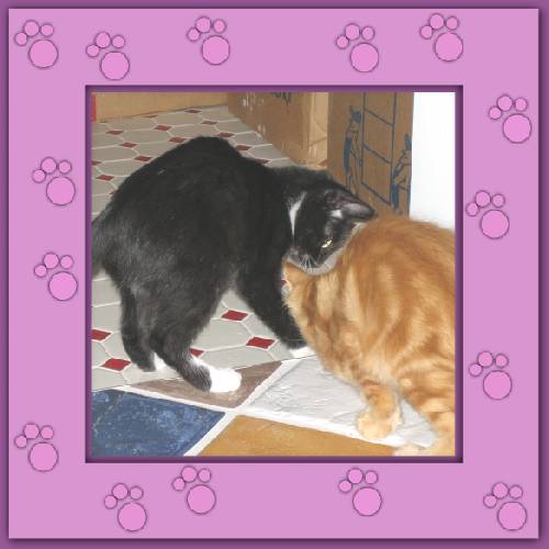 Tiger & Lilli