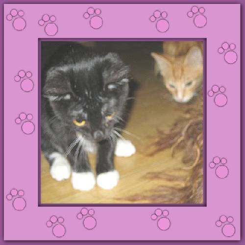 Tiger & Lilli