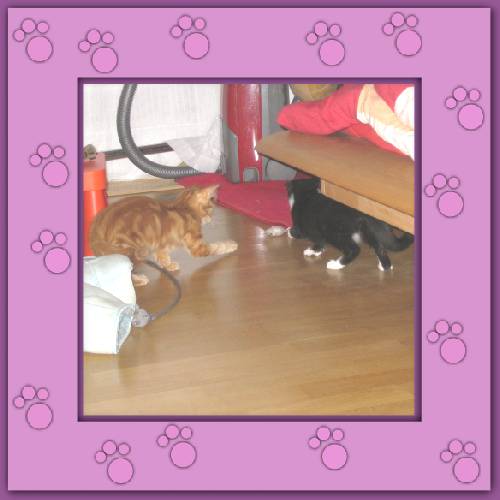 Tiger & Lilli