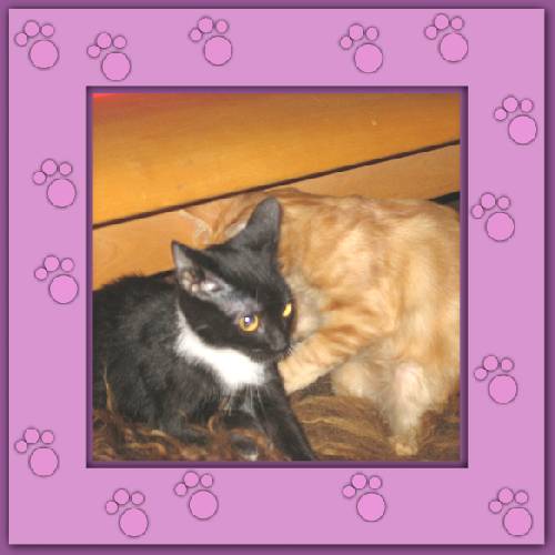 Tiger & Lilli