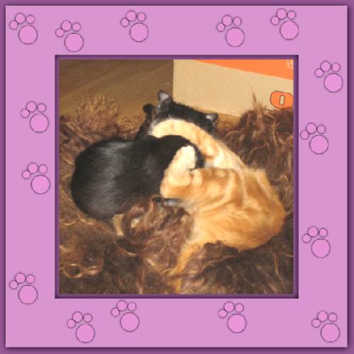 Tiger & Lilli