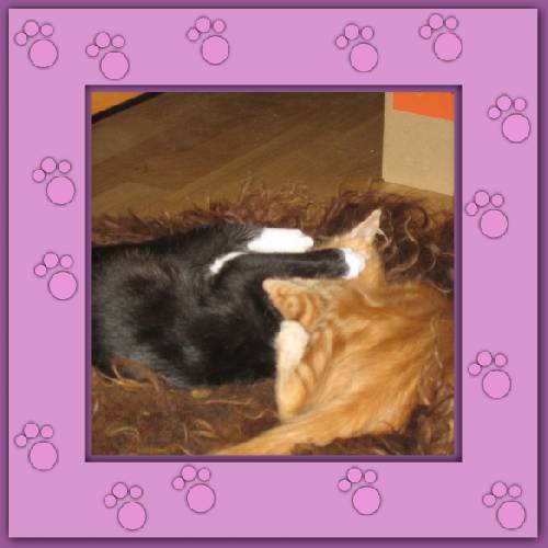 Tiger & Lilli