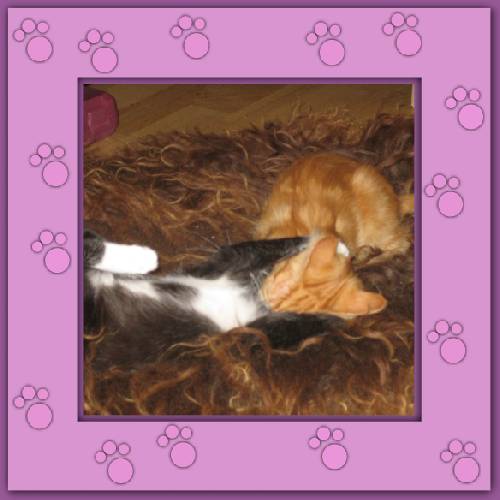 Tiger & Lilli