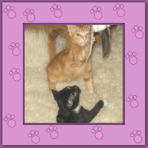 Tiger & Lilli
