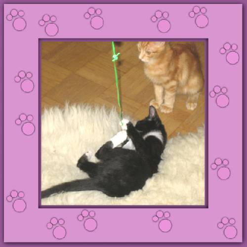 Tiger & Lilli