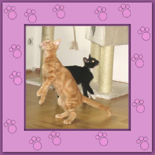 Tiger & Lilli
