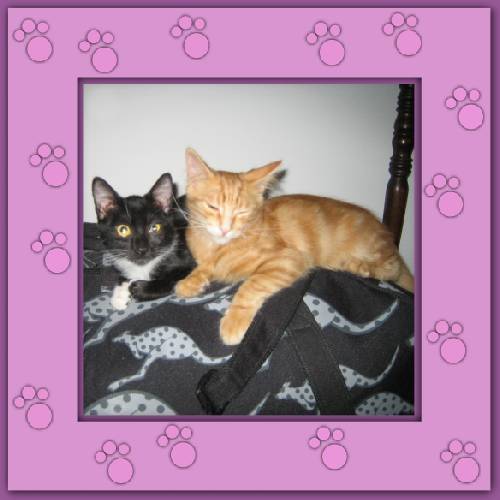 Tiger & Lilli
