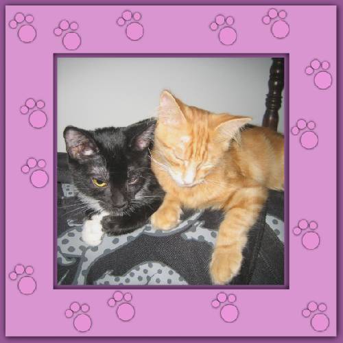 Tiger & Lilli