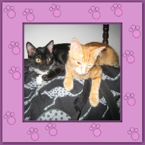 Tiger & Lilli