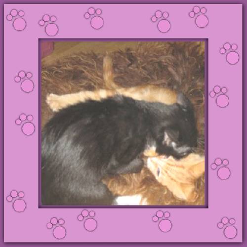 Tiger & Lilli