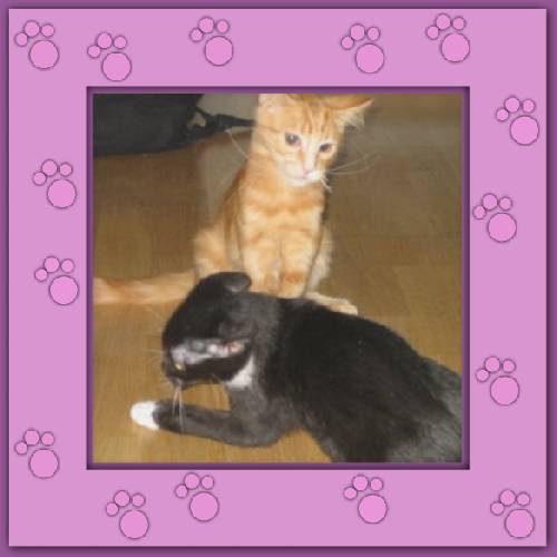 Tiger & Lilli