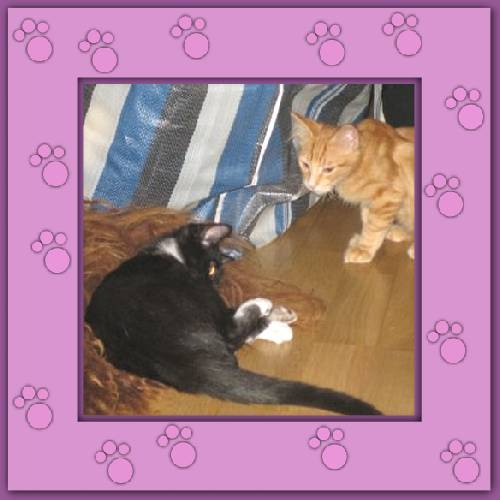 Tiger & Lilli
