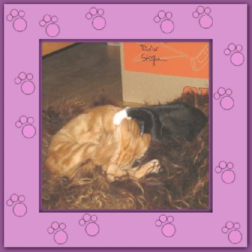 Tiger & Lilli