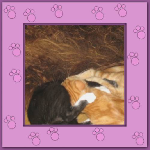 Tiger & Lilli