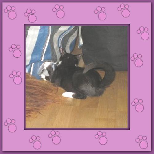 Tiger & Lilli