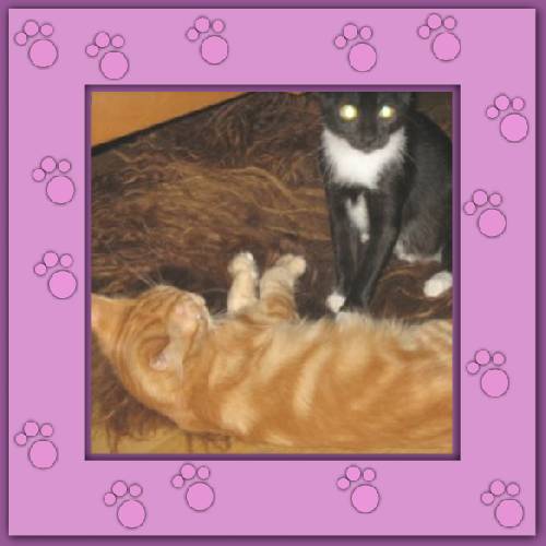 Tiger & Lilli