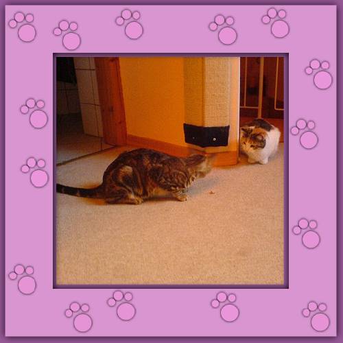 Timmy & Filu