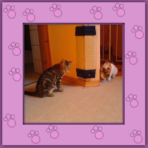 Timmy & Filu