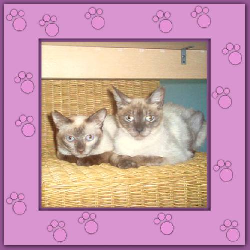 Timote, Coco & Loana