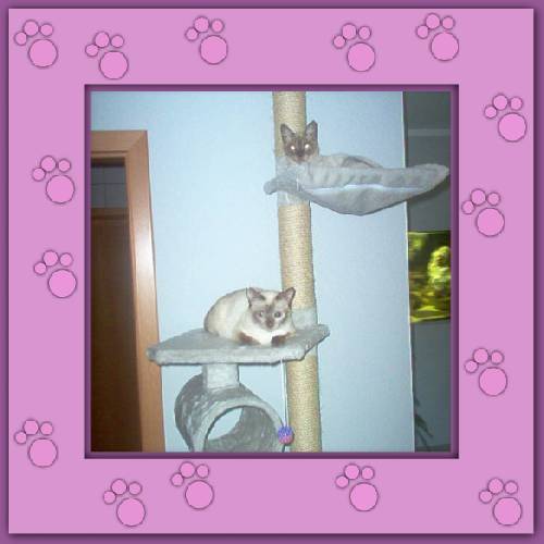 Timote, Coco & Loana