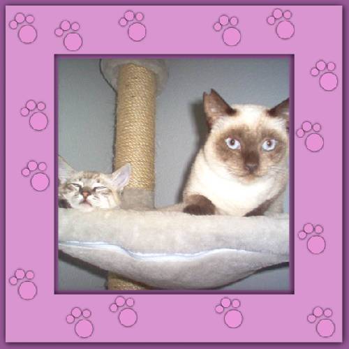Timote, Coco & Loana