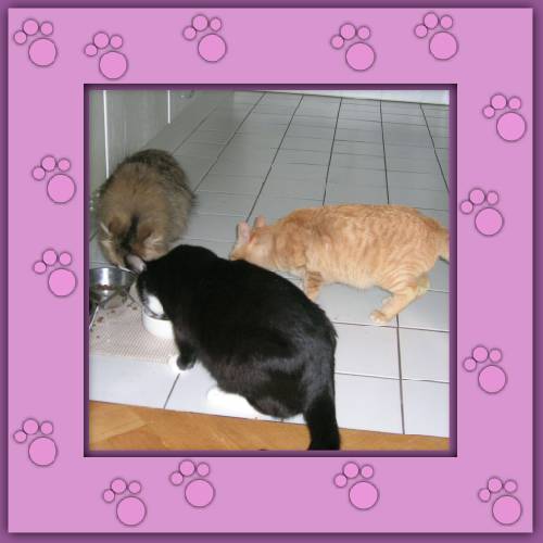 Tito, Toby & Püppy