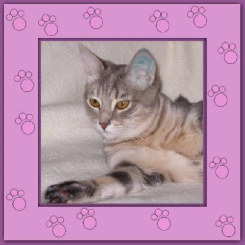 Whiskas