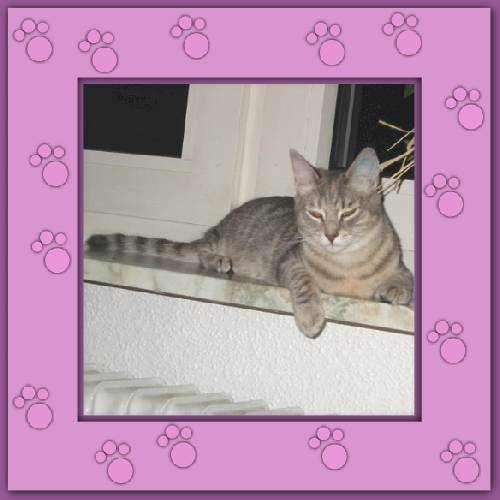 Whiskas