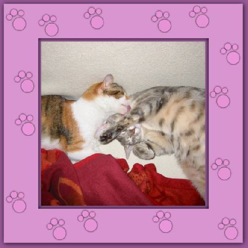 Virginia & Whiskas